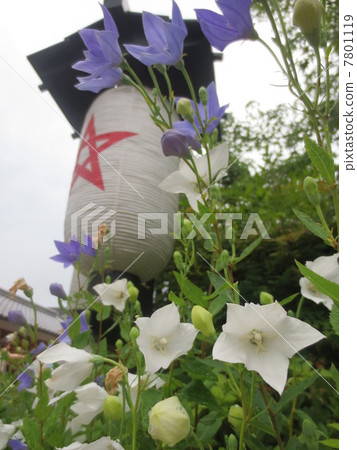 夏天,桔梗,神社 夏天,桔梗,神社 7801119