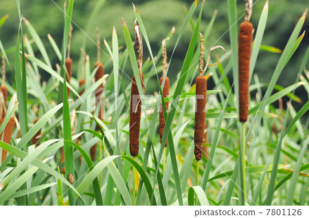 Gama的耳朵 7801126