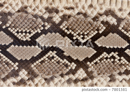 Male snake skin 7801381