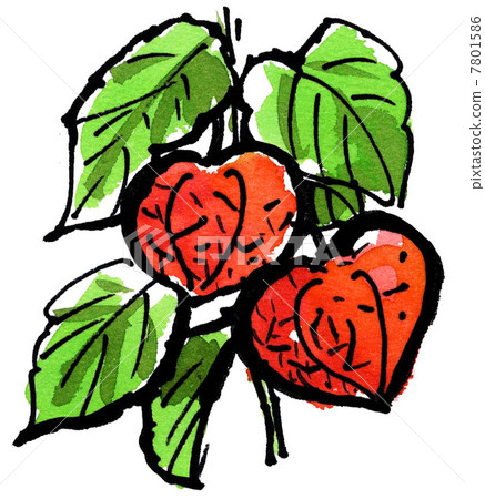 Winter Cherry, like a picture letter, illustration 7801586