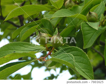 Buds of Himeishara who will soon become white flowers 7801625