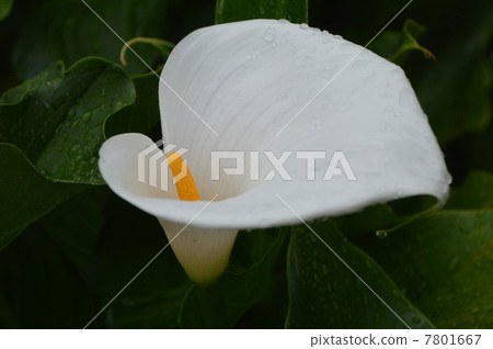 當八王子市時鮮花盛開 當八王子市時鮮花盛開 7801667
