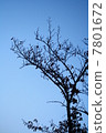 Twilight tree 7801672