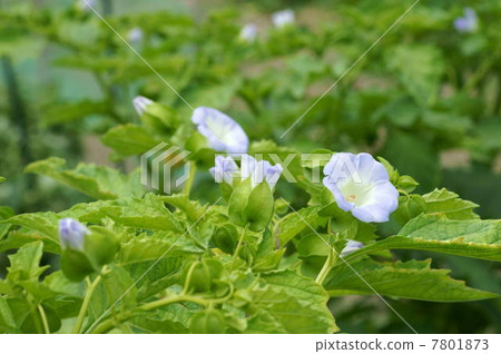 Osenenari（Ochinari）：Senari Hozuki 7801873