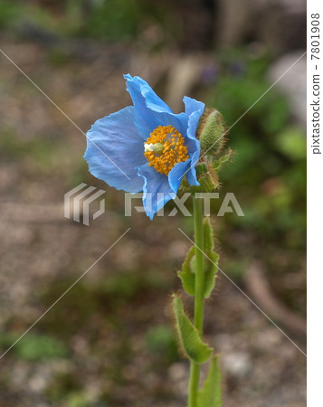 喜馬拉雅山的罌粟 7801908