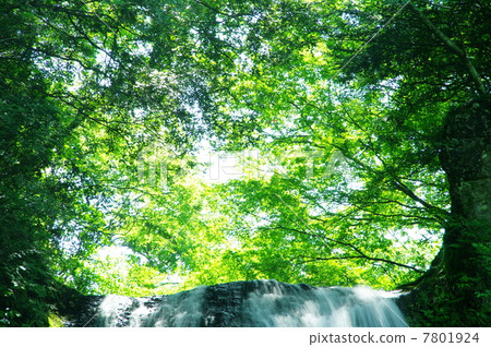 Fresh green in the upper part of the sunset waterfall Fresh green in the upper part of the sunset waterfall 7801924