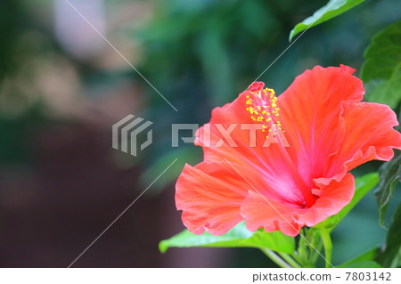 槿 錦葵科 錦葵屬 7803142