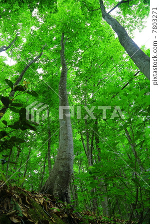 bijin-bayashi forest, yellow-green, yellowish green 7803271