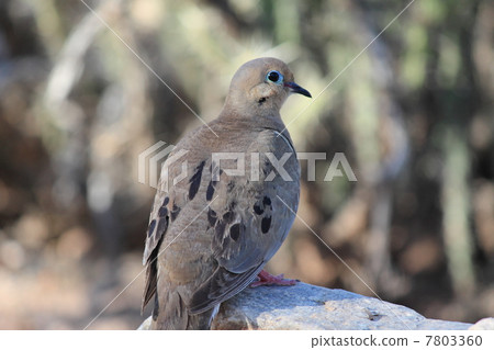 Sonoran Desert Animals Sonoran Desert Animals 7803360