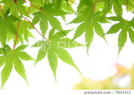 Maple leaves of maple Maple leaves of maple 7803431