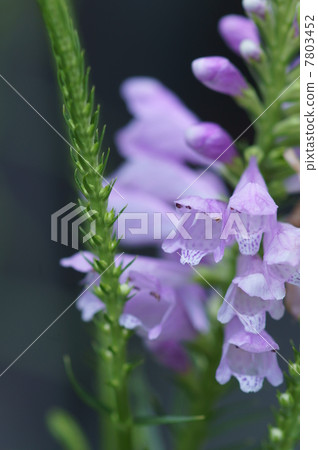 我的名字是Hana Toranoho，Hanatraneo。 7803452