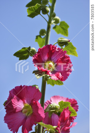 Tattooi Tattooi 7803585