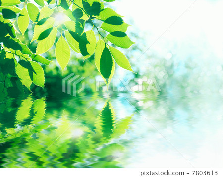 Fresh green leaves and water sparkle 7803613