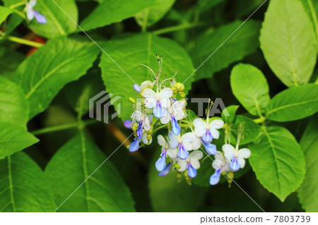 Blue Elfin Blue Elfin 7803739