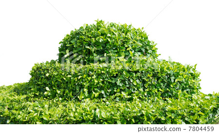 shrub  on white 7804459