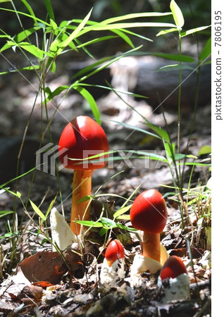 鵝Hemibapha 7806195