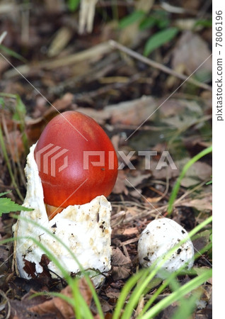 鵝Hemibapha 7806196