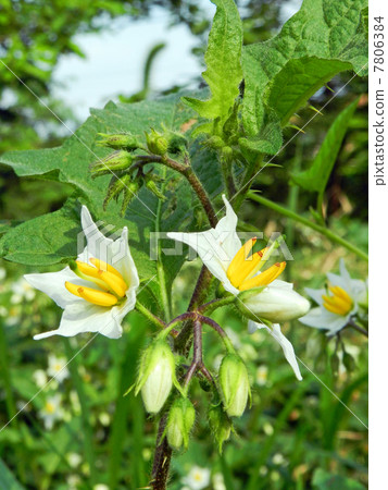 White bamboo shoots (white flower bad eggplant) 7806384