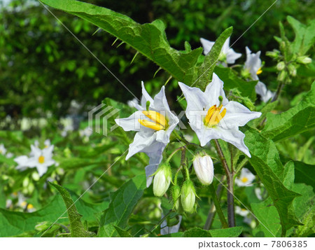 White bamboo shoots (white flower bad eggplant) 7806385
