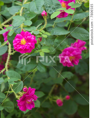 Henri Martin 7806585