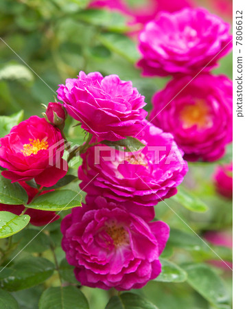 Gypsy Boy 7806612