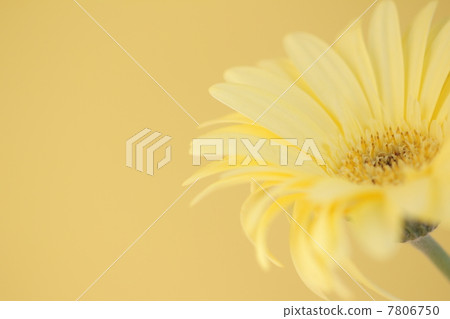 Gerbera Gerbera 7806750