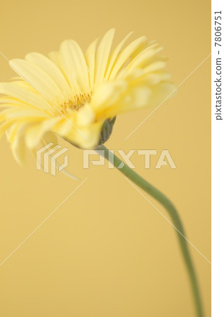 Gerbera Gerbera 7806751