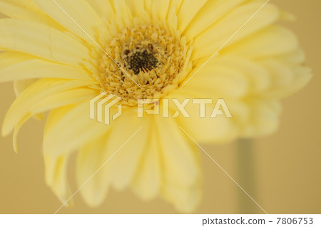 雛菊 雛菊 7806753
