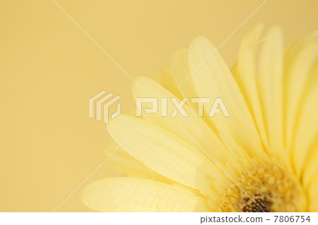 雛菊 7806754