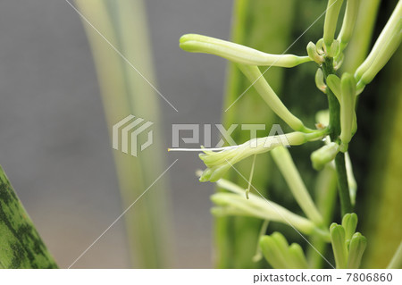 Buds of Sansebery 7806860