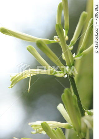 Buds of Sansebery Buds of Sansebery 7806862