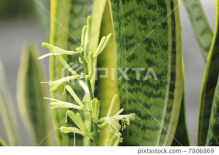 Sansebery的芽 7806869