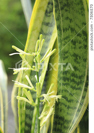 Sansebery的芽 7806870