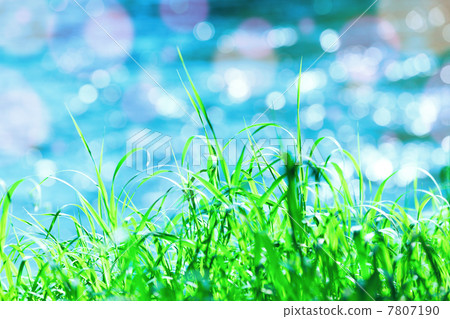 green grass green grass 7807190
