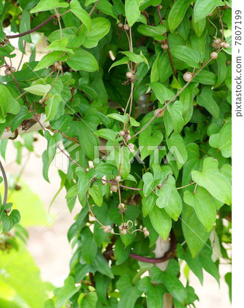 Mukago（山藥品種） 7807199