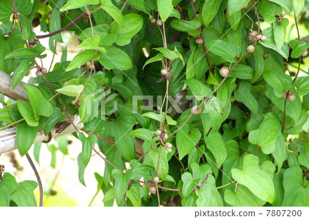 Mukago(山藥品種) Mukago(山藥品種) 7807200