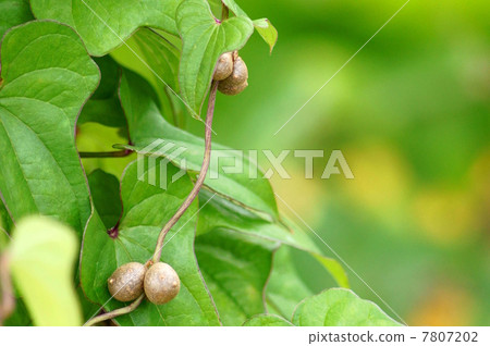 Mukago (yams variety) 7807202