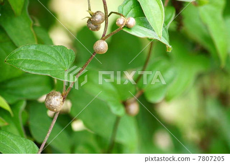 Mukago (yams variety) 7807205