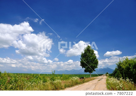 北海道和十勝岳的一條路 7807222