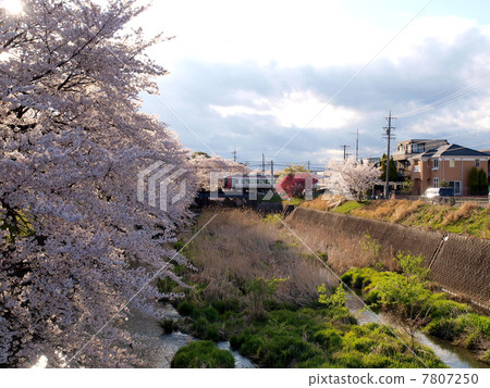 The Meitetsu Express train crossing the bridge to the cherry blossoms of the levee The Meitetsu Express train crossing the bridge to the cherry blossoms of the levee 7807250