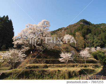 佛寺櫻花(烏達) 佛寺櫻花(烏達) 7807255