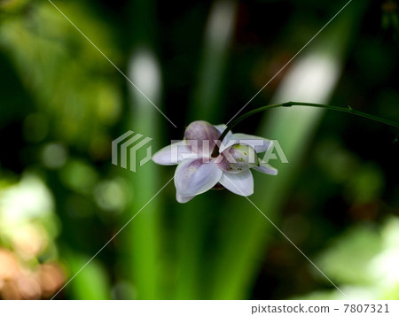 Lange geuba Lange geuba 7807321