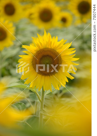 sunflower	 7807444