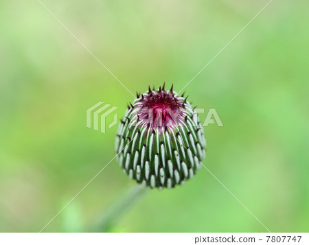 一個萌芽 7807747