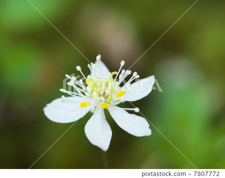 Mitsuba Ouren 7807772