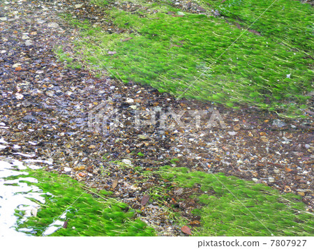 梅花藻 梅花藻 7807927