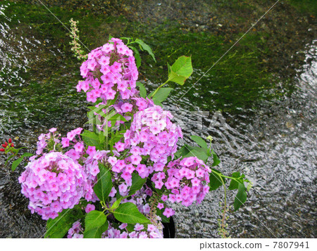 Rhododendron Rhododendron 7807941