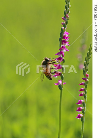 Screw banners and honeybee Screw banners and honeybee 7807952