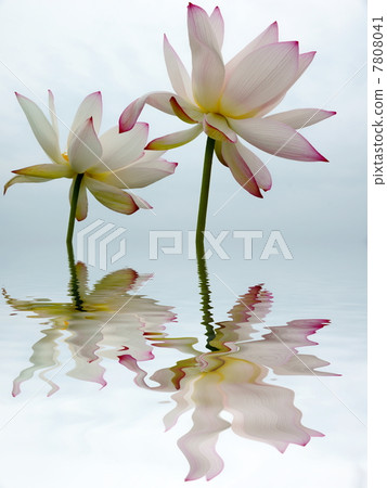 蓮花 蓮花 7808041