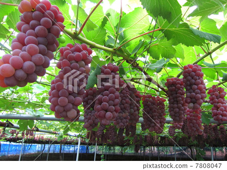 Delaware Grape Trellis 7808047